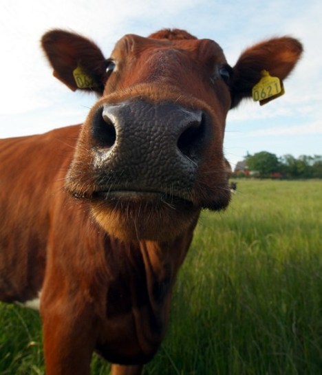 Vaca Carne Vaca Carne