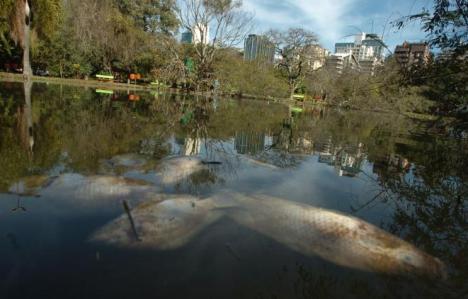 Peixes Mortos Porto Alegre