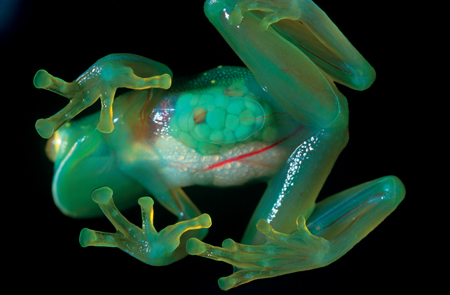 Bottom side of a glass frog