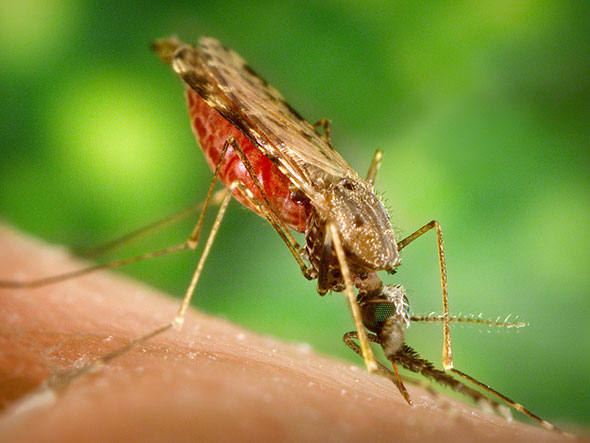 Mosquito da malária