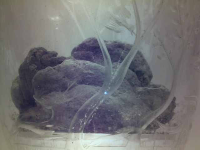 Eucaristia Luciferiana2