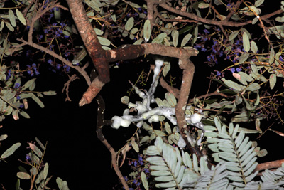 arvore dos milagres - sol nascente Data: Foto: Oswaldo Reis