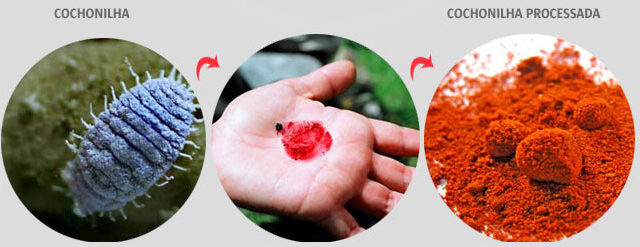 cochonilla