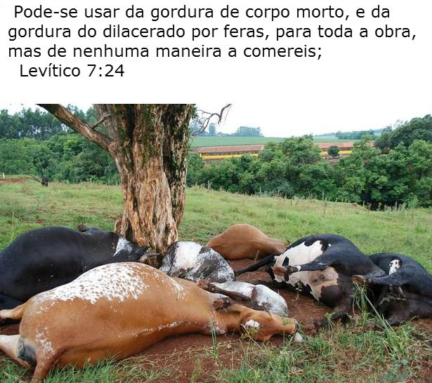 vacas mortas