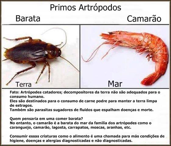 barata do mar