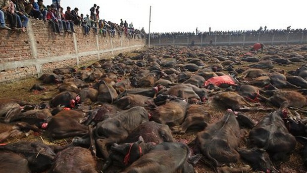 nepal sacrificio3