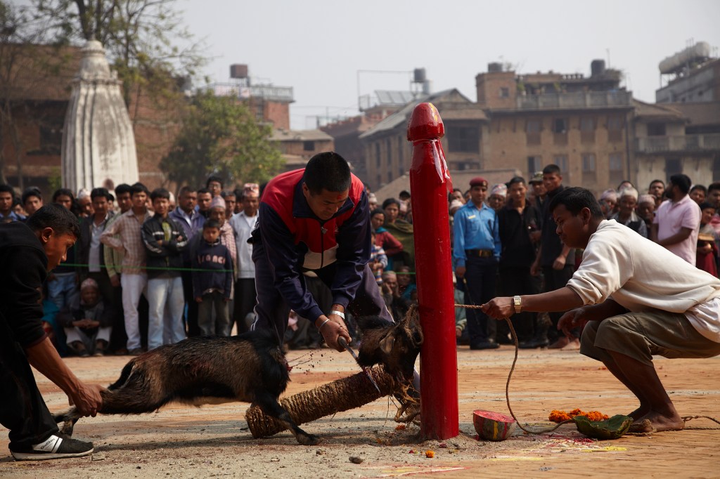 Sacrifice ceramony at Bhaktapur District, Kathmandu, Nepal.